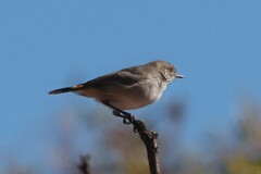 Acanthiza uropygialis