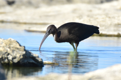Plegadis falcinellus