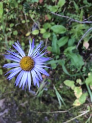 Erigeron glacialis
