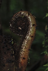 Cyatheales