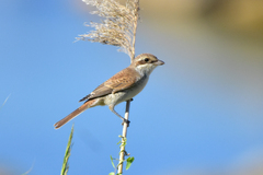 Lanius collurio