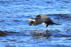 Phalacrocorax carbo