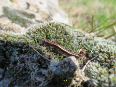 Grimmia laevigata