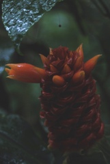 Costus