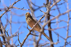 Emberiza hortulana