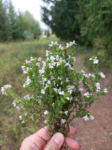 Image of Euphrasia pectinata by (c) Ирина Хохрякова, some rights reserved (CC BY)