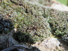 Grimmia laevigata