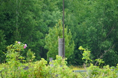 Locustella lanceolata