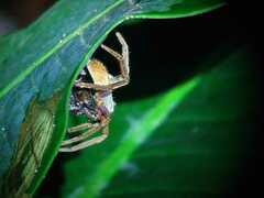 Cupiennius coccineus