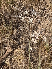 Kohautia amatymbica