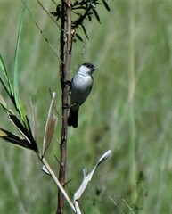 Sporophila pileata