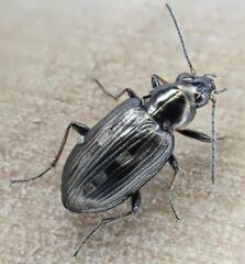 Bembidion argenteolum