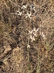 Kohautia amatymbica