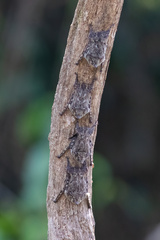Rhynchonycteris naso