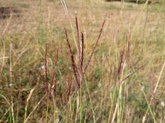 Bothriochloa ischaemum