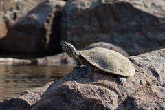 Phrynops geoffroanus