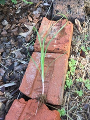 Cyperus rotundus