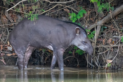 Tapirus terrestris