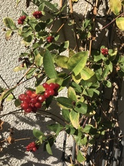 Lonicera periclymenum