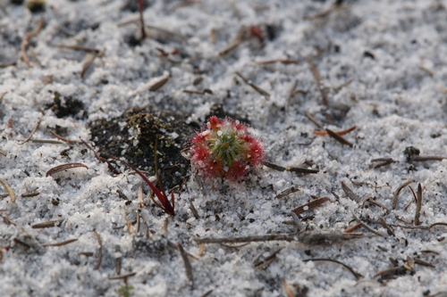 Drosera paleacea