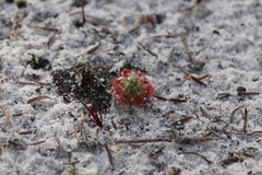 Drosera micrantha