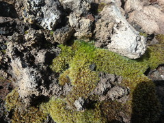 Racomitrium lanuginosum