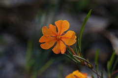 Hibbertia stellaris