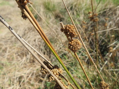 Juncus pallidus