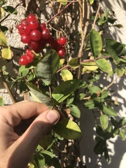 Lonicera periclymenum