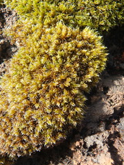 Racomitrium lanuginosum