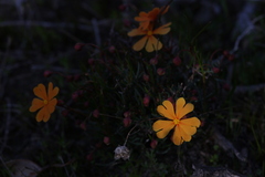 Hibbertia stellaris