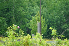 Locustella lanceolata