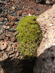 Racomitrium lanuginosum