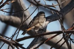 Acanthiza uropygialis