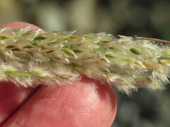 Digitaria californica