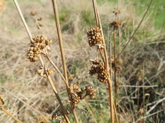 Juncus pallidus