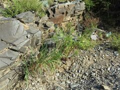 Digitaria californica