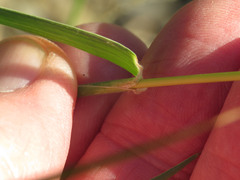 Digitaria californica