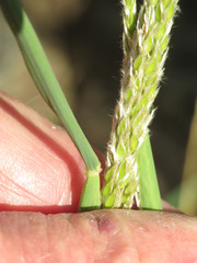 Digitaria californica