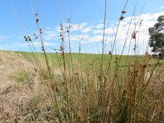 Juncus pallidus