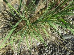 Digitaria californica