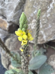Verbascum