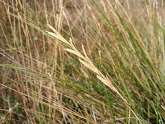 Brachypodium phoenicoides