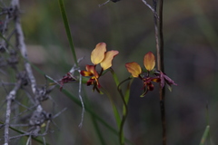 Diuris cruenta