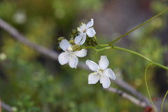 Drosera pallida