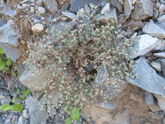 Euphorbia melanadenia