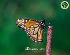 Danaus erippus