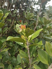 Eugenia brasiliensis