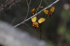 Diuris cruenta