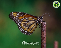 Danaus erippus